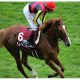 JRA「コパノキッキング×武豊」まさかの敗戦で最大目標に“黄色信号”!? JBCスプリント(G1)はアノ騎手が再浮上か