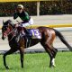 JRAラヴズオンリーユー秋華賞(G1)回避!? 無敗のオークス馬「蹄炎症」リタイアで3歳牝馬クラシック混沌……