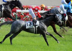 笹田厩舎はエアスピネルだけじゃない！『BIG5』の成長力を上回る「覚醒」レッドエルディストが3歳牡馬の勢力図を塗り替える！