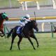 オールカマー(G2)「馬主孝行」ガンコで一発? ジェネラーレウーノに続く「先手」で上位確実?