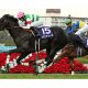 【徹底考察】阪神大賞典(G2) トーホウジャッカル「『3分間の奇跡』を再び見せる時がやってきた」