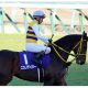 【金鯱賞(G2)展望】武豊エアウィンザーがJRA・G1馬5頭と激突! 「復活」ダノンプレミアムにも注目!
