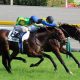 前哨戦から考える「最強世代・菊花賞の行方」 サトノダイヤモンドとディーマジェスティの力は圧倒的も、2強対決には疑問な「不安要素」と「不気味な伏兵」の数々。そしてエアスピネルは?