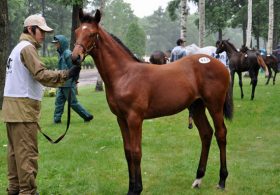 【セレクトセール】JRA金子真人氏が驚異の爆買い11億円！最高額は3億6000円！初日総括と現地裏話と2日目の当歳注目馬