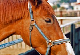 「ダメ馬にはダメ馬なりの道がある」!? パイオニア森秀行調教師の「無謀なる遠征」に称賛の嵐