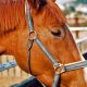 JRA「レジェンド武豊」とサウジで際立った存在感!「海外遠征のパイオニア」新設重賞に条件馬を送り込む名采配