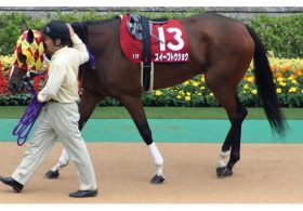 【夏季特別企画】史上最強世代・最後の一冠『菊花賞の行方を占う』Vol.5「名門トウショウ牧場『最後の大物』トウショウビクターが『狂気の血』を継承」