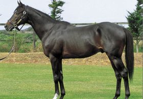 「ステイゴールドの牝馬は大物になれない」力尽きたレッドリヴェールからサトノダイヤモンド妹に継承されたステイ牝馬のジンクス「最後の大物」は常識を覆せるか