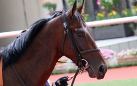 JRA「阪神1日開催中止」の理由がやばい……驚愕の台風「道路」と「空気」読んだ？