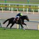 【日本ダービー特別再寄稿】託された思いと飽くなき挑戦。ホースマンの夢を繋いだ日本ダービー馬「絆(キズナ)」の物語<前編>