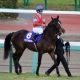 いざ、頂上決戦へ!武蔵野S(G3)は伏兵タガノトネールがレコードで快勝!「屈辱の乗り替わり」から這い上がった田辺裕信騎手がリベンジに向けて虎視眈々