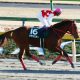 JRA武豊・凱旋門賞挑戦でマテラスカイ東京盃(G2)「代打」C.ルメール騎手とコンビ結成!! あの「騎乗停止中」若手騎手他も無念の乗り替わりが……
