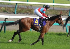 JRA新潟記念（G3）「究極・三連複BOX」勝負！信頼の現場ネタから「超伏兵」も発見!!