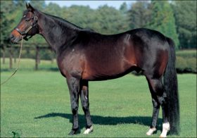 JRA母父ディープインパクト「61連敗」に愕然……「産駒」絶好調も「BMS」に危険信号