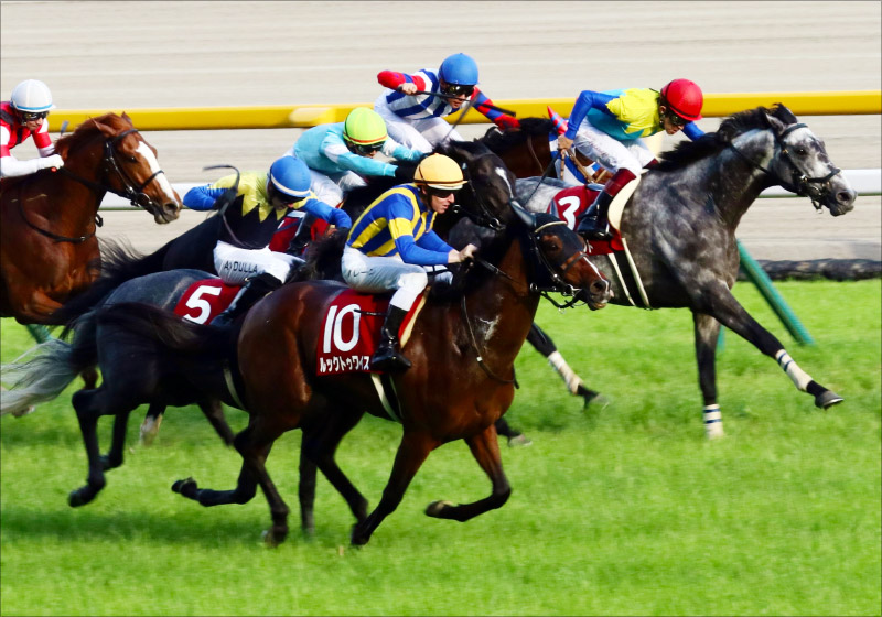 JRAアルゼンチン共和国杯(G2)関係者情報から決意の6点勝負! 浮上したのは……の画像1