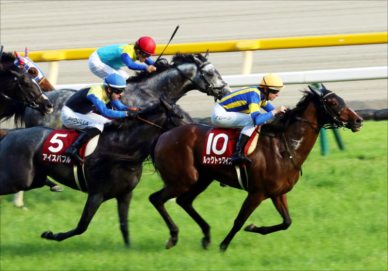 JRAジャパンC(G1)確信の「三連単」が決定! 渾身の「現場ネタ」が導く魅力的な「伏兵」も狙い撃ち!!の画像5