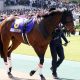 JRA菊花賞(G1)レッドジェネシス川田将雅&ステラヴェローチェ吉田隼人がそろって口にした敗因。関東馬は何故「95%の壁」を超えて36年ぶりワンツーを飾れたのか