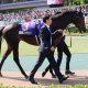 JRAヴィクトリアマイル(G1)ダノンファンタジー「作戦変更」に暗雲!? 前走大幅増から減らない馬体重、「ソフト仕上げ」は果たして正解なのか?