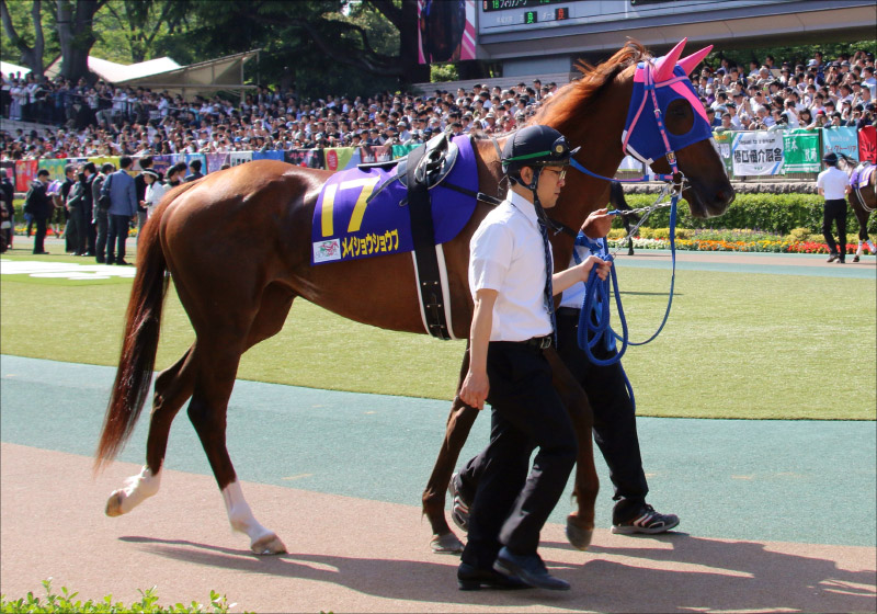 JRA【函館SS(G3)展望】武豊ダイアトニックの地力上位! グランアレグリア級「豪脚」のシヴァージも虎視眈々の画像4
