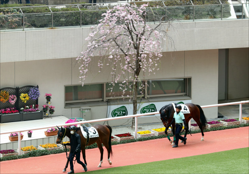JRA 桜舞う季節にソダシ、サトノレイナス争う桜花賞（G1）、勝負の鍵を握るのは世代きってのあのじゃじゃ馬の枠順か？ の画像1
