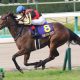 JRAモズスーパーフレア高松宮記念(G1)優勝で俄然注目の米国種牡馬Speightstown。実はサウジダービーC武豊フルフラットも