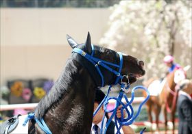 JRAディープ産サクソンウォリアー突然の引退……愛CS2着後、種牡馬としての未来も有望