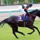 JRA札幌記念(G2)フィエールマン「距離不安」は? 凱旋門賞前哨戦で見る本質