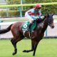 JRA【中山記念(G2)展望】「超豪華」G1馬5頭に横山典弘ダノンキングリーが挑む