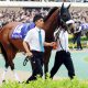 JRA天皇賞・秋(G1)アーモンドアイに立ちはだかる「高い壁」。女傑ウオッカ・ブエナビスタも越えられず……。芝G1・8勝以外に思わぬジンクスが