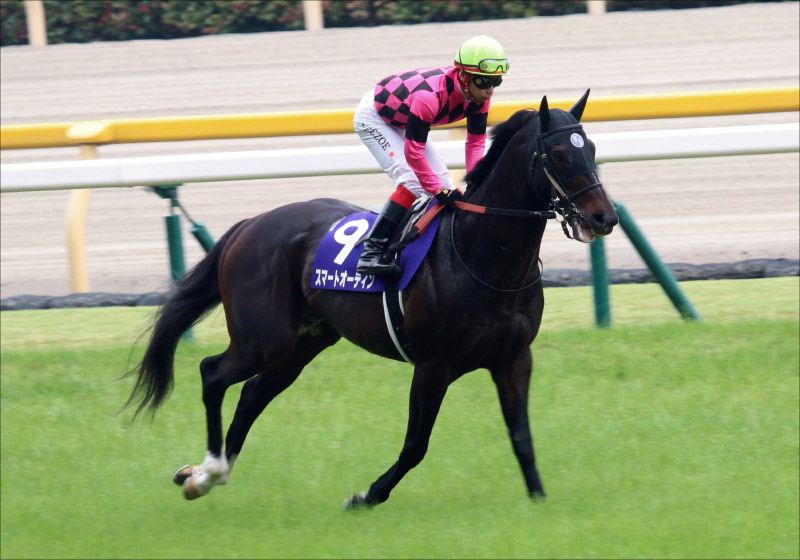 JRA阪神C（G2）グランアレグリアを上回る「情報」をキャッチ！ 「好配当」を狙える「伏兵」発見‼の画像2