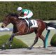 【阪急杯(G3)展望】JRAダイアトニックVSフィアーノロマーノ「1400m」スペシャリスト対決か!? 高松宮記念(G1)の有力馬に浮上するのは果たして?