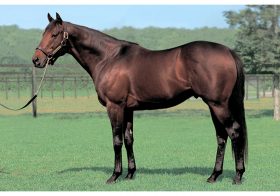 JRA 日本ダービー（G1）キングカメハメハ産駒の連続出走記録がストップも…… 豊富な「後継種牡馬」が今後の日本の競馬界を牽引！