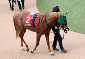 JRAスプリンターズS（G1）クリノガウディー「僥倖」三浦皇成騎乗！ 初G1制覇へ向け人馬の「幸運」が勝利を呼び込む!?