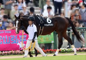 【根岸S（G3）展望】蛯名正義調教師「岩田康誠→C.ルメール」新コンビ結成のテイエムサウスダンに注目！