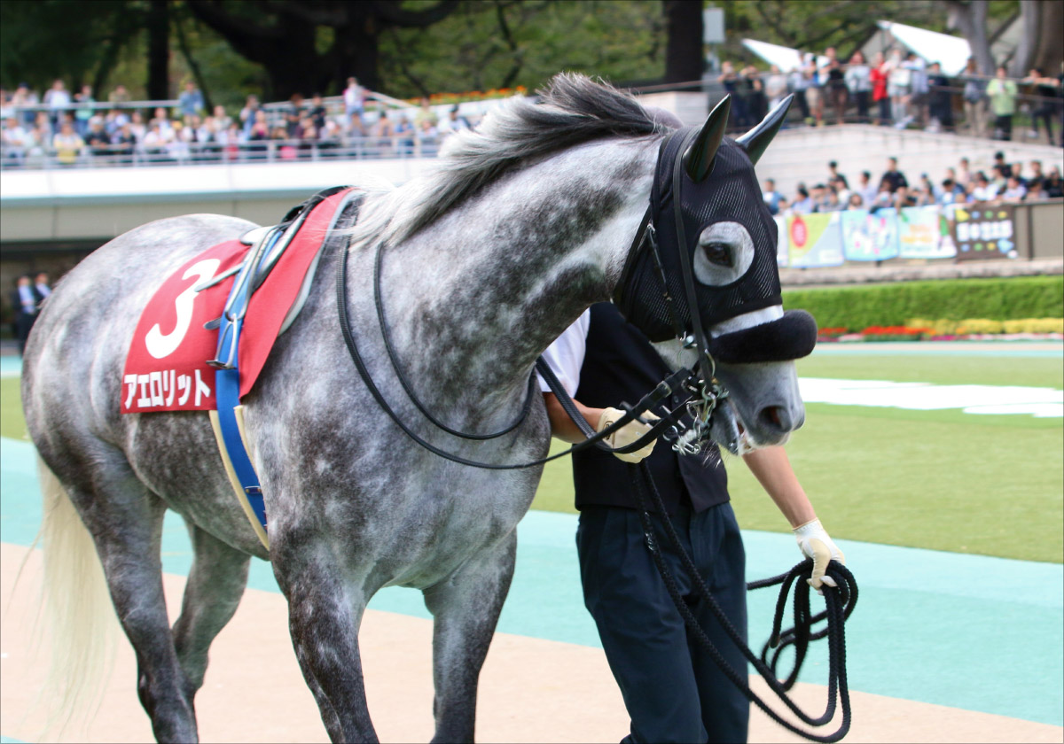 JRA有馬記念(G1)美浦「フィエールマン不幸中の幸い」で万全か、アーモンドアイ死角なし……現場情報大量入手!の画像3