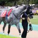 JRA有馬記念(G1)「超絶サイン」レイデオロが該当……鞍上問題はいつ解決?