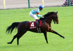 JRA【阪神C（G2）展望】インディチャンプ、久々1400m戦でも「負けるわけにはいかない」!?　堅実ステルヴィオにもチャンスあり！