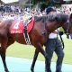 JRA必ず当たる馬券「全通り」買いを検証。少頭数レースこそ「荒れる」は本当なのか……。浮かび上がった馬券術とは