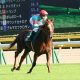 元JRA安藤勝己氏「一枚上だった」ウオッカでさえ越えられなかった07年秋華賞(G1)ダイワスカーレットの壁……デアリングタクトは「1強」を再現できるか