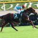 JRA毎日王冠(G2)ダイワキャグニー前走快勝もなぜ「去勢」!? 初重賞勝ち6歳馬にあえて陣営が決断した理由