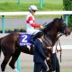 JRAセントウルS(G2)ダノンスマッシュ三浦皇成とコンビ続行は割引!? 川田将雅より悲惨な重賞成績にG1制覇さらに遠のくか