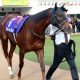 JRA 珍客ヨシオ「まさかの有馬記念(G1)」へ不気味すぎる再始動!? アイドルオーディション1位の根強い人気と、気になるグランプリの「空席」