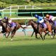 JRA充実一途のラウダシオン「マッチョ化」が仇に!? シルクロードS(G3)父リアルインパクトの現役時代に隠されたヒントとは……