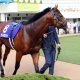 JRA京王杯SC(G2)レース史上最多「8勝」藤沢和雄厩舎に〇〇の法則……今年該当は人気薄ライラックカラー!