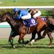 JRAグランアレグリアらマイルG1馬「全切り」! 荒れるG1・高松宮記念「強力現場情報」をもとに三連複「6点」で攻略!