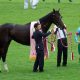 JRA川田将雅「変な競馬になって」武豊へ謝罪!? みやこS(G3)1番人気インティ最下位大敗に“疑惑”の声……