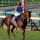 JRA「恐らく、相当なもんになる」横山典弘の予言的中!? “親バカ”ではなかった父の言葉…… ”武豊超え”託した「秘蔵っ子」がついに関東の頂点に