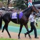 JRAプロキオンS(G3)サンライズノヴァは自信の「消し」! 阪神開催と「超絶穴馬」が波乱を呼び起こす!? 激アツ強力現場情報をもとに3連単で高額配当を狙う!