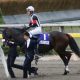 JRA京都記念(G2)「雨の鬼」アメリカズカップ急浮上! 「土曜より日曜の方が馬場も悪くなりそう」陣営も“道悪狙い”徹底