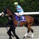 JRA川田将雅「香港国際競走」お手馬3頭も遠征なし！ 「コントレイルのような馬に……」国内居残りは「あの馬」が影響か!?